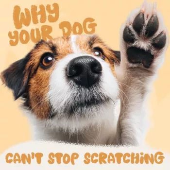 Stop Dog Itching Naturally at Home: Safe Relief Tips